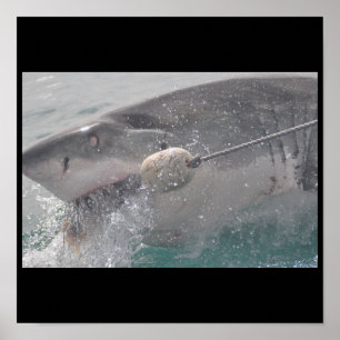 Shark Fish Vatten Stänk Simma Grått Grått Guy Gal Poster