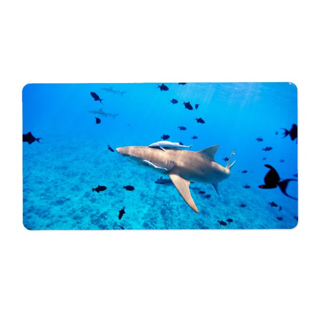 Shark Fraktsedel (Framsidan)