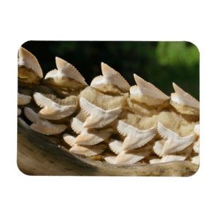 Shark Jawbone och Teeth Magnet