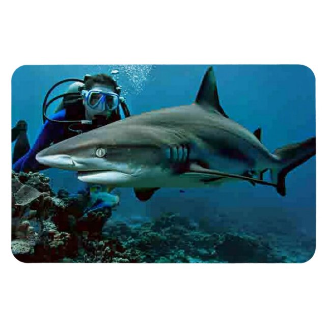 Shark Magnet (Horisontell)