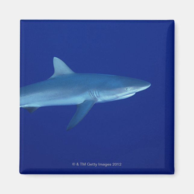 Shark Magnet (Framsidan)