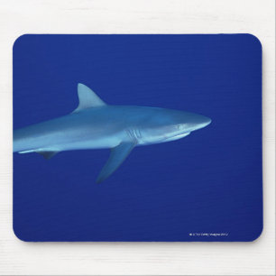 Shark Musmatta