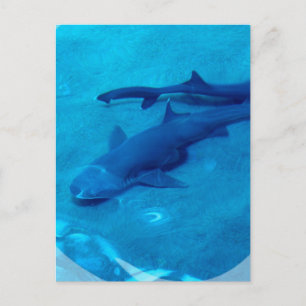 Shark Pair-vykort Vykort