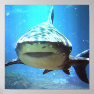 Shark Photo Print Poster