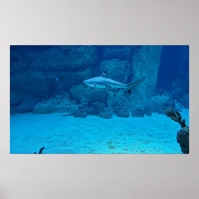Shark Poster (Framsidan)