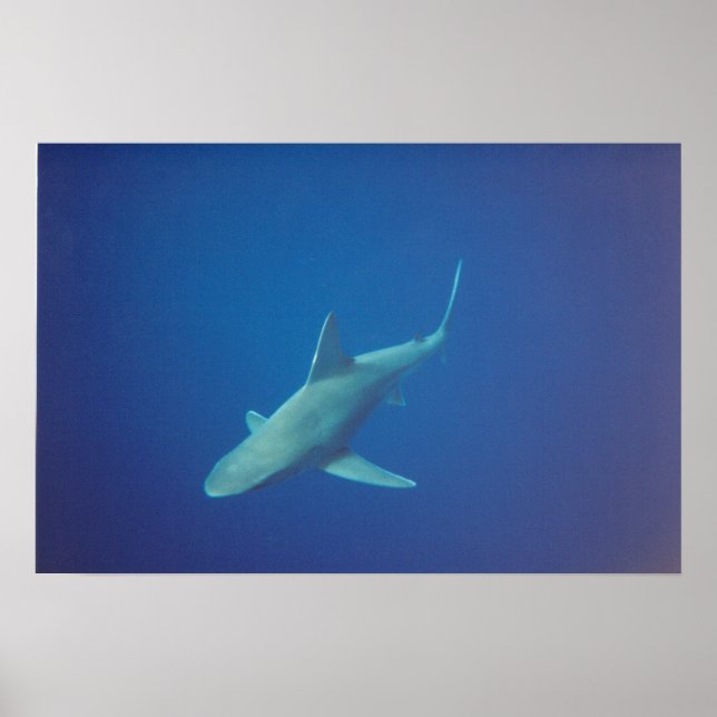 shark poster (Framsidan)