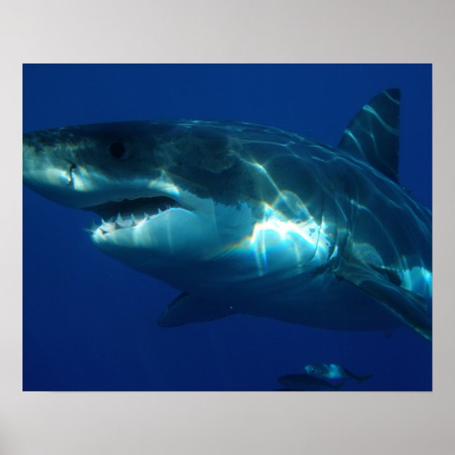 Shark Poster (Framsidan)