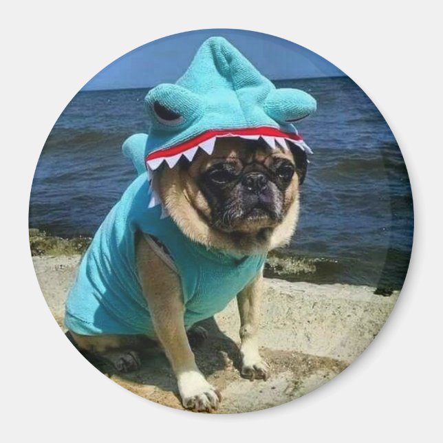 Shark Pug Magnet (Framsidan)