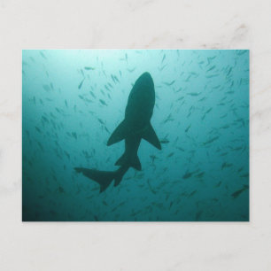Shark Silhouette Vykort