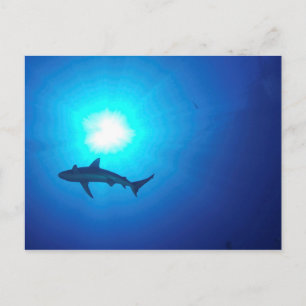 Shark Silhouette Vykort