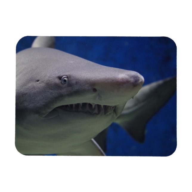 Shark Stare, Shark Swimming, Ansikte Close up Magnet (Horisontell)