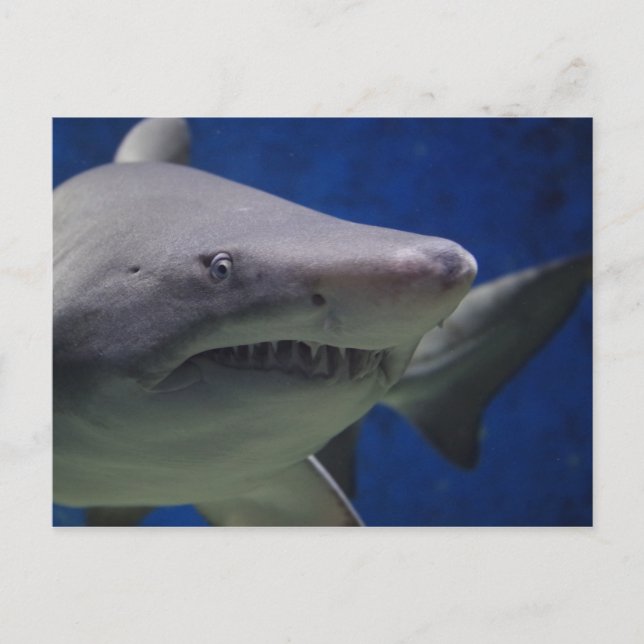 Shark Stare, Shark Swimming, Ansikte Closeup Vykort (Framsida)