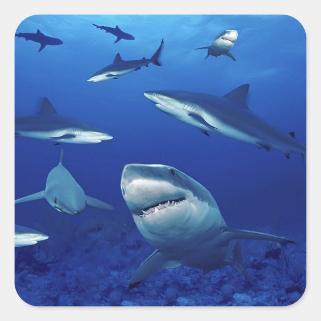 Shark Stickers Fyrkantigt Klistermärke (Framsida)