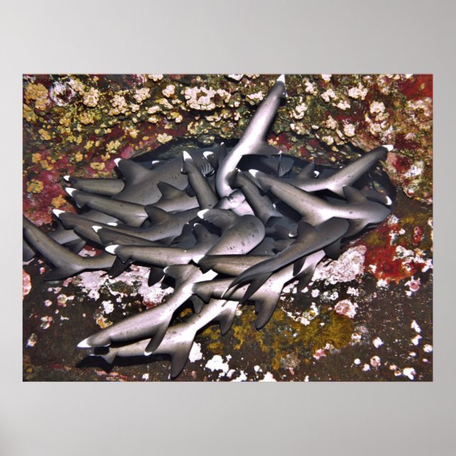 Shark Svan Poster (Framsidan)