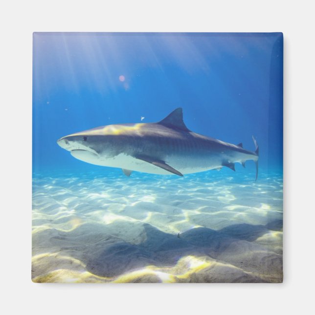 Shark Swiming Blue Ocean Vatten Magnet (Framsidan)