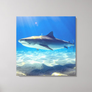 Shark Swimming Blue Ocean Vatten Canvastryck