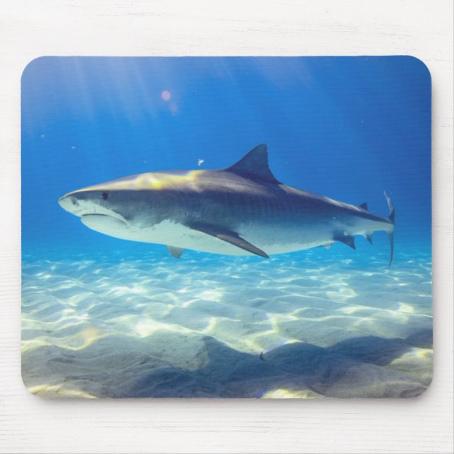 Shark Swimming Blue Ocean Vatten Musmatta (Framsidan)