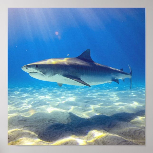 Shark Swimming Blue Ocean Vatten Poster (Framsidan)
