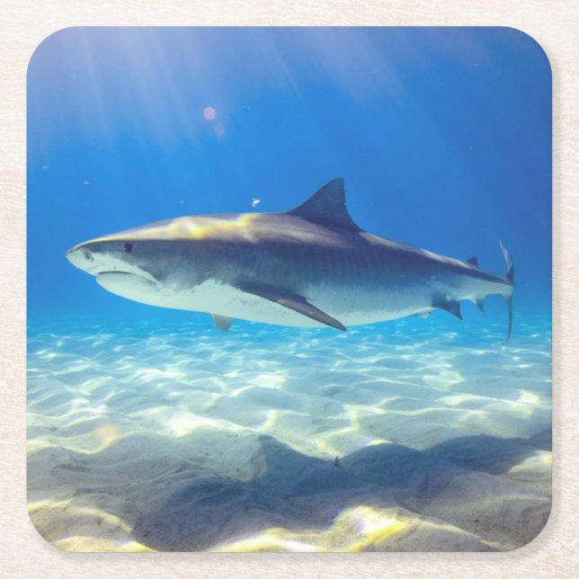Shark Swimming Blue Ocean Vatten Underlägg Papper Kvadrat (Framsidan)