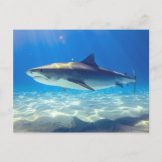 Shark Swimming Blue Ocean Vatten Vykort