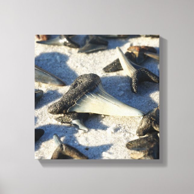 Shark Tooth Canvas (Framsida)