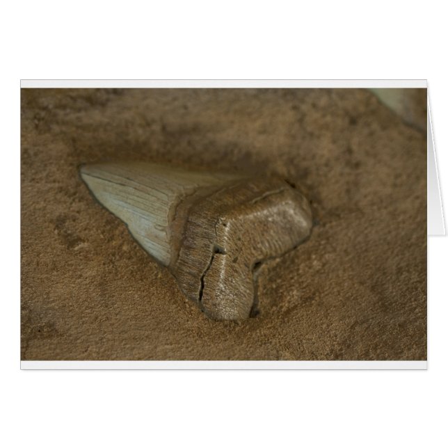 Shark Tooth Fossil Hälsningskort (Framsidan Horizontal)