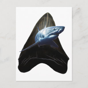 Shark Tooth Vykort