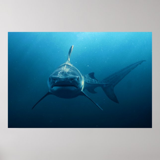 Shark under water poster (Framsidan)