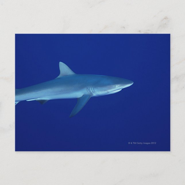 Shark Vykort (Framsida)