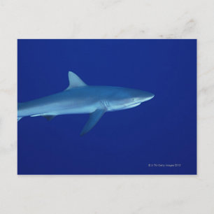 Shark Vykort