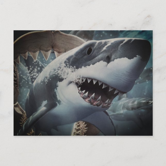 Shark Vykort (Framsida)