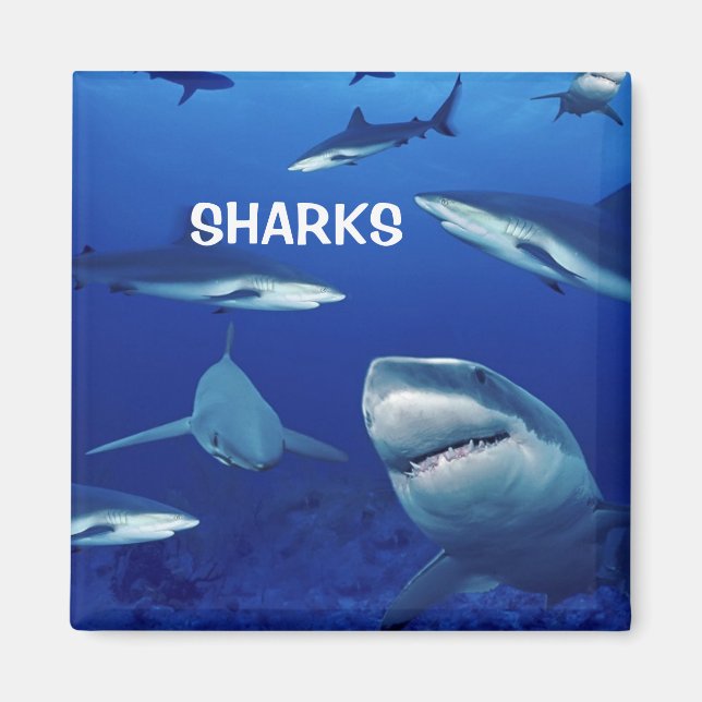 Sharks Magnet (Framsidan)