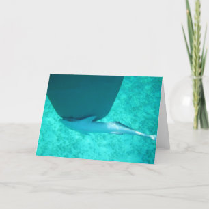 Sharksucker Remora Helgkort