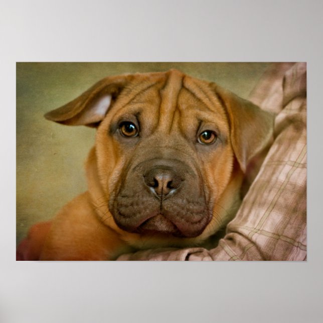 Sharpei-Beagle Puppy Poster (Framsidan)