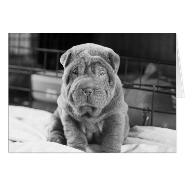 Sharpei Puppy Hälsningskort (Framsidan Horizontal)