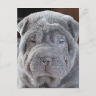 Sharpei Puppy Vykort