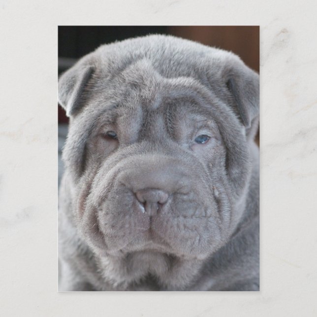 Sharpei Puppy Vykort (Framsida)
