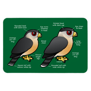 Sharpie för Coop v Magnet