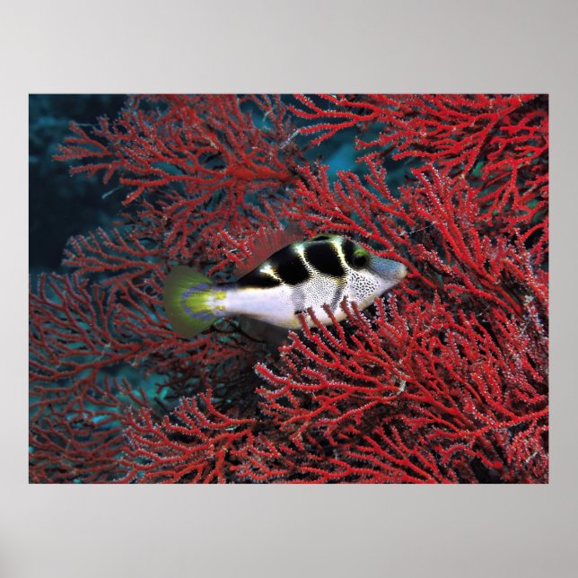 Sharpnos Puffer i koralen Poster (Framsidan)