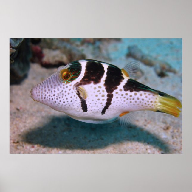 Sharpnos Puffer Poster (Framsidan)
