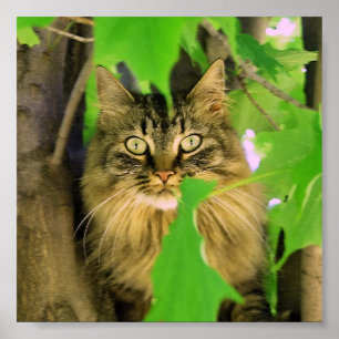 Shasta Cat Träd Kliber Print/poster Poster