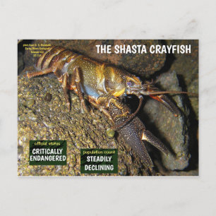 Shasta Crayfish är hotad - 3 - Helg Vykort