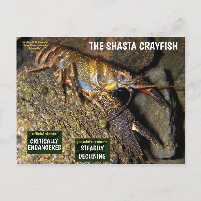 Shasta Crayfish är hotad - 3 - Helg Vykort (Framsida)