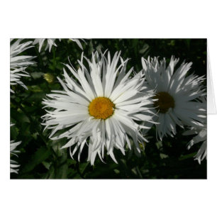 Shasta Daisy Borta Crazy Hälsningskort