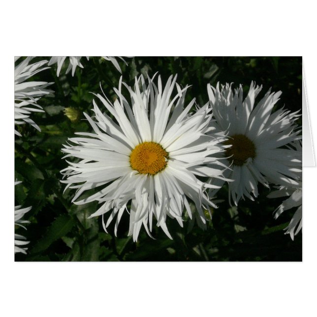 Shasta Daisy Borta Crazy Hälsningskort (Framsidan Horizontal)