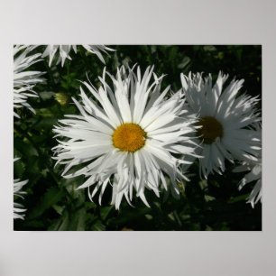 Shasta Daisy Borta Crazy. Poster