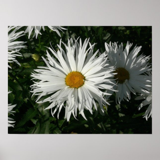 Shasta Daisy Borta Crazy. Poster (Framsidan)
