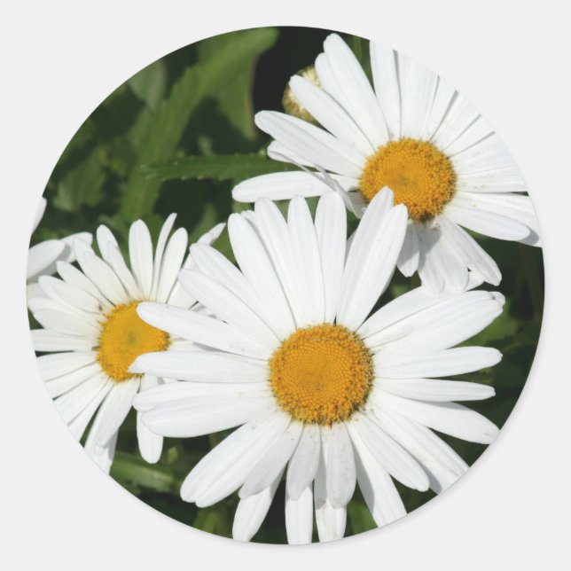 Shasta Daisy-etiketter Runt Klistermärke (Framsida)