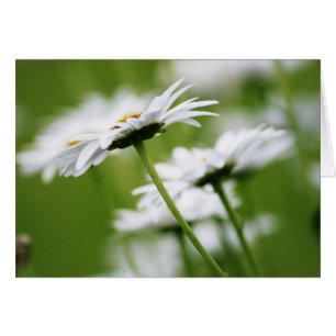 Shasta daisy hälsningskort