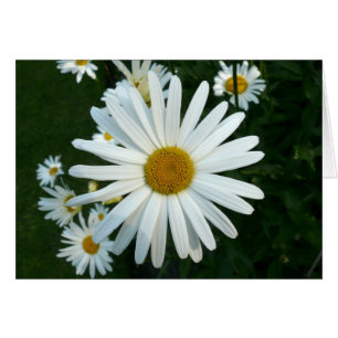 Shasta Daisy Hälsningskort